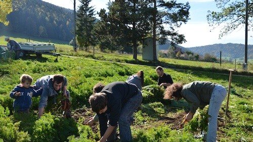 Menschen arbeiten gemeinsam in einem Gemüsefeld