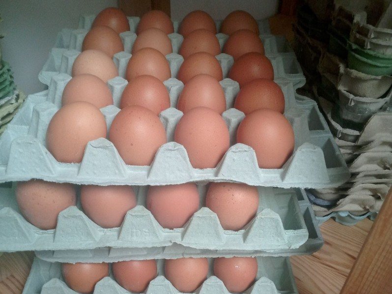Eier in offenen Kartons