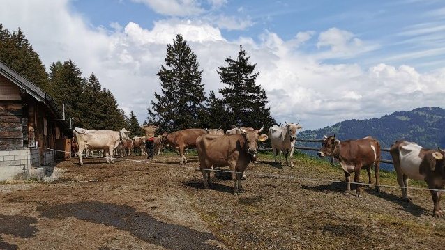 Rinder auf einem Bergbauernhof