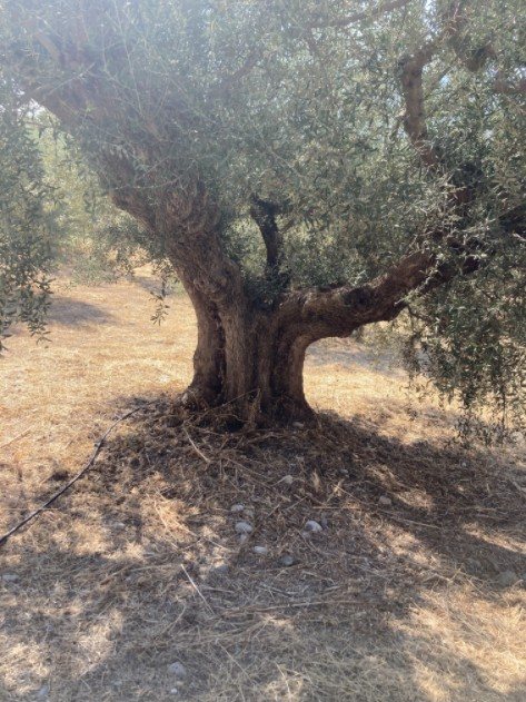 Alter Olivenbaum auf trockenem Boden