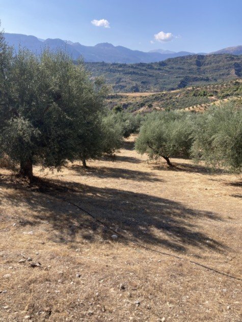 Olivenhain in trockener Hügellandschaft