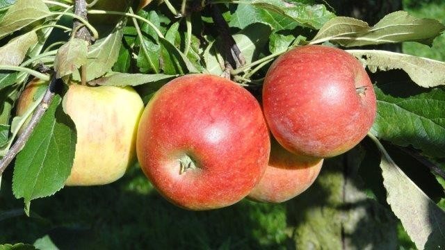 Äpfel am Baum